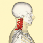 Cervical_vertebrae_lateral2